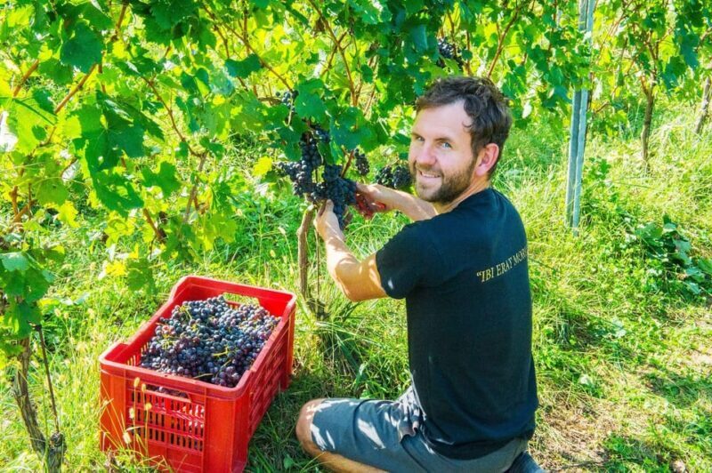 Pozzolengo: Vineyard tour and tasting of typical Garda wines - Key Points