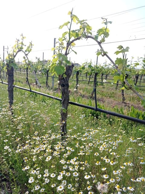 Pozzolengo: Vineyard tour and tasting of typical Garda wines - The Scenic Walk Through the Vineyards
