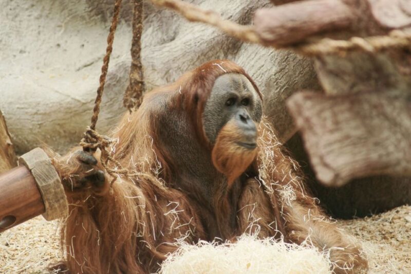 Prague: Boat Ride to the Zoo and Admission Ticket - FAQ