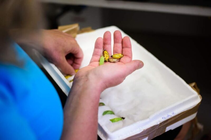 Prague: Papilonia Butterfly House - Introduction