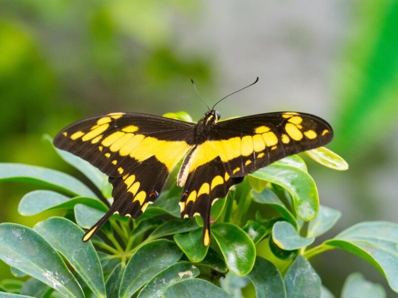 Prague: Papilonia Butterfly House - FAQ