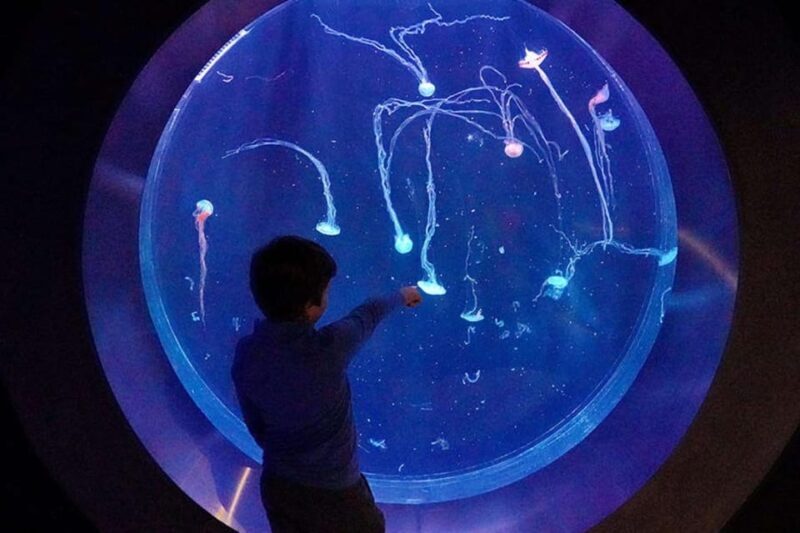 Prague: The World Of Jellyfish Entry Ticket w/ Drink - Introduction