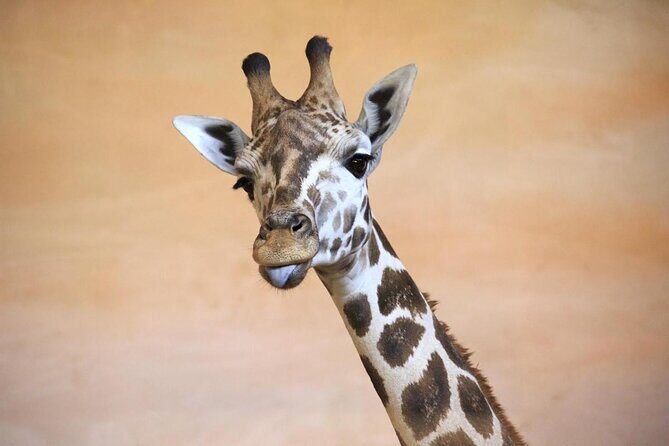 Prague Zoo Admission Ticket including Round Trip Transfer - Why Choose This Tour?