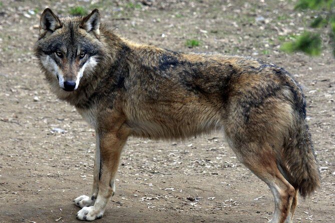 Prague Zoo Admission Ticket including Round Trip Transfer - The Value of the Experience