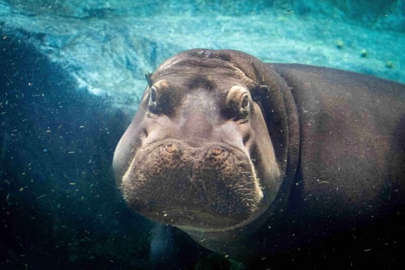 Prague Zoo: Skip-the-Line Entry Ticket - Food, Facilities, and Comfort