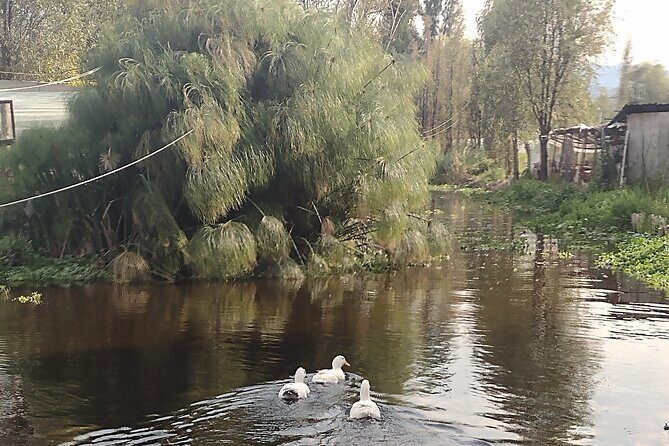 Pre-Hispanic Xochimilco and ajolotario. Private Ecotour. - What’s Included and What to Consider