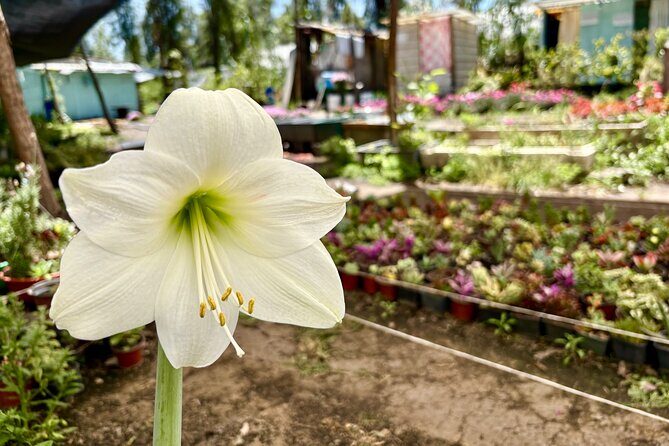 Prehispanic Xochimilco: Market, chinampas and axolotls - Practical Details and Value