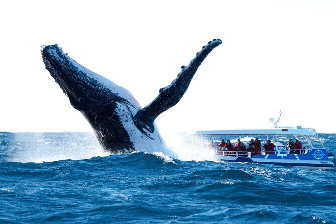 Premier Whale Watching Byron Bay - Key Points