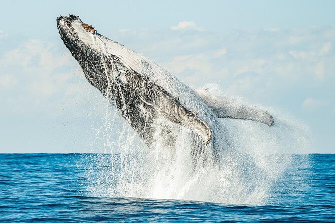 Premier Whale Watching Byron Bay - The Itinerary: What to Expect