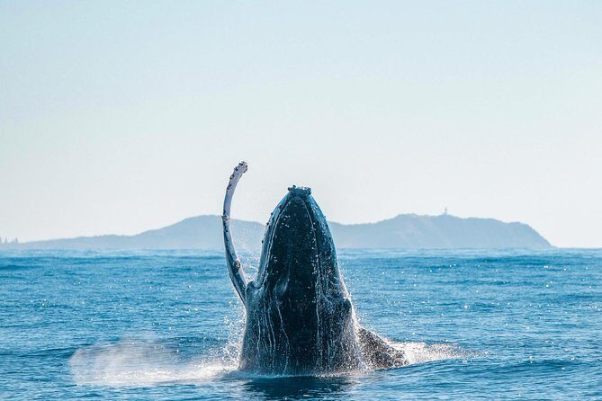 Premier Whale Watching Byron Bay - The Value of the Experience