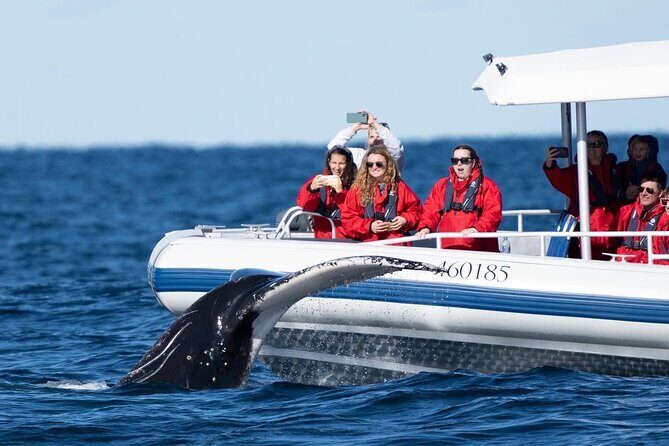 Premier Whale Watching Byron Bay - Who Will Love This Tour?