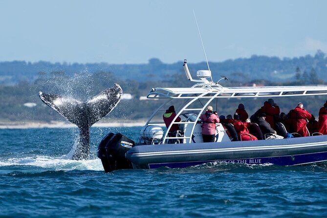 Premier Whale Watching Byron Bay - The Sum Up