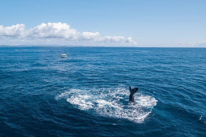 Premier Whale Watching Byron Bay - FAQ