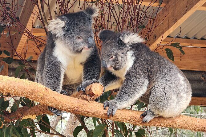 Premium 2 Day Kangaroo Island Minibus Tour from Adelaide - Key Points