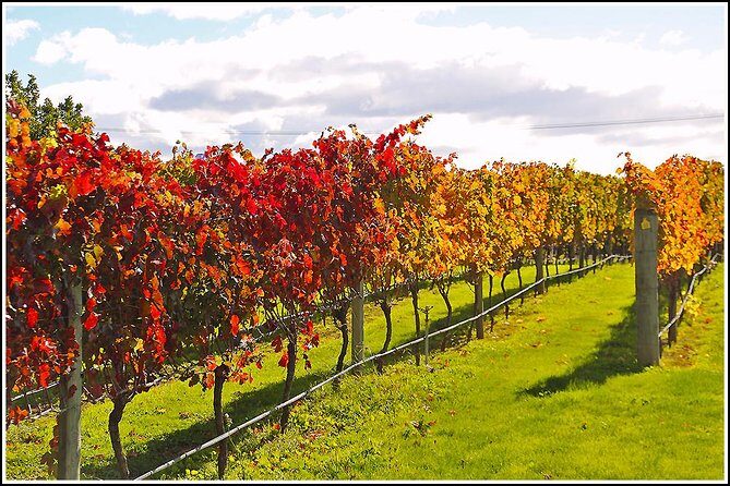 Premium 4 -Best Wineries Napier Hawke's Bay Tour, 5.5h - 6Hours - What’s Included: The Value of This Tour