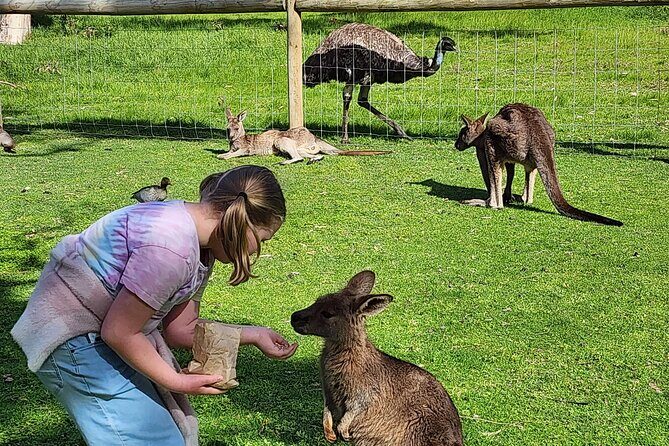 Premium Adelaide Hills Cleland Wildlife and Hahndorf Minibus Tour - A Closer Look at the Itinerary and Highlights