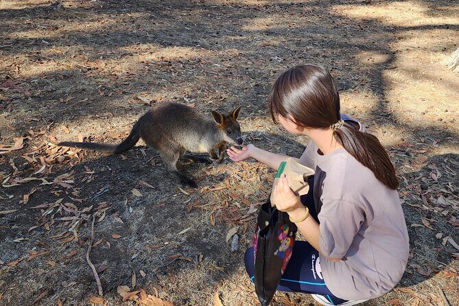 Premium Adelaide Hills Cleland Wildlife and Hahndorf Minibus Tour - The Sum Up: Who Will Enjoy This Tour?