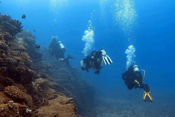Premium Afternoon Scuba Charter for All Certified Diver Levels - Why This Tour Offers Great Value