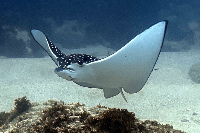 Premium Afternoon Scuba Charter for All Certified Diver Levels - Final Thoughts
