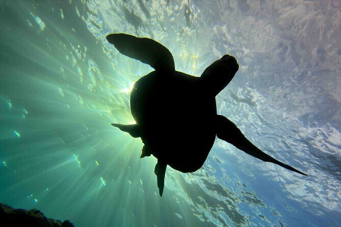 Premium Afternoon Scuba Charter for All Certified Diver Levels - FAQ