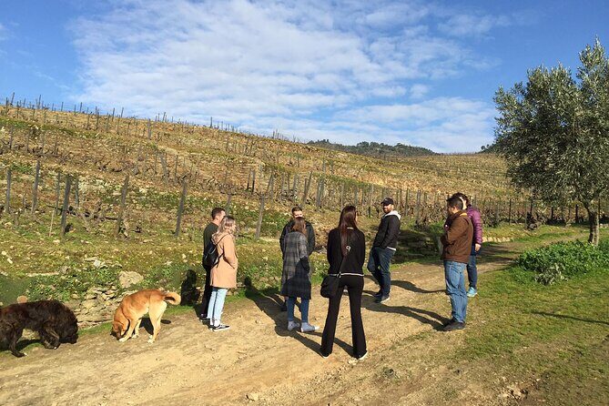 Premium Douro Valley Small-Group Tour, Wine Tasting, Lunch & Boat - The Benefits of a Guided, Small-Group Experience