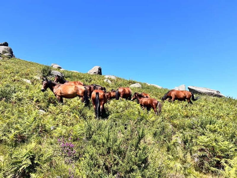 Premium e-MTB Tour in Geres with typical lunch - Practicalities & Considerations