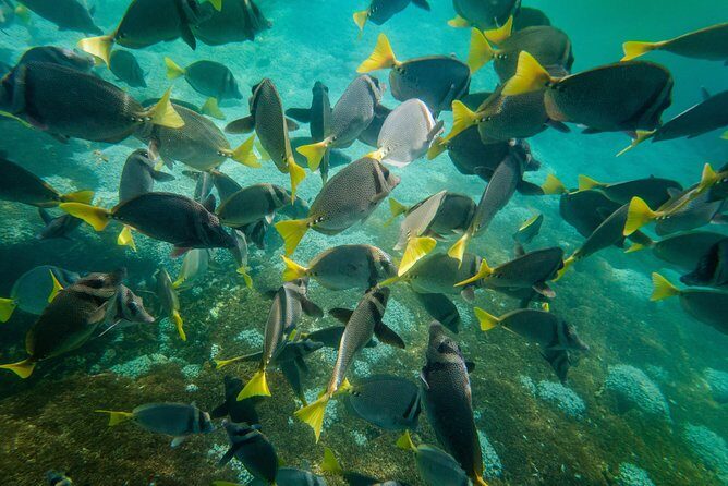 Premium Family Snorkeling Experience - What to Bring