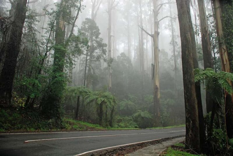PREMIUM Great Ocean RD Tour REVRS-Luxry SML GRP-Hotel PickUP - The Guides and Transport