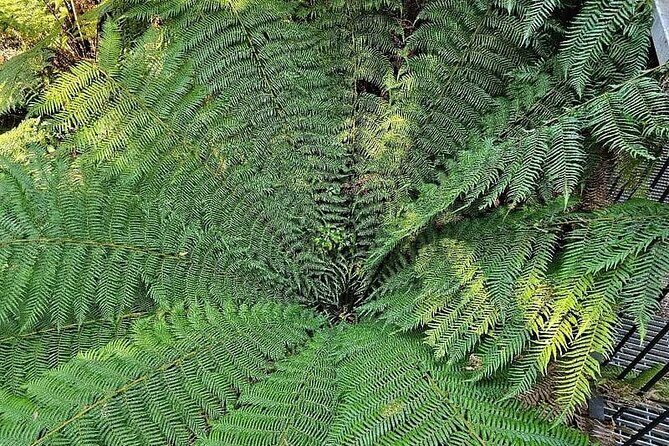 Premium Great Ocean Road Tour IN A Relaxed Way IN Premium Coach - The Value for Money