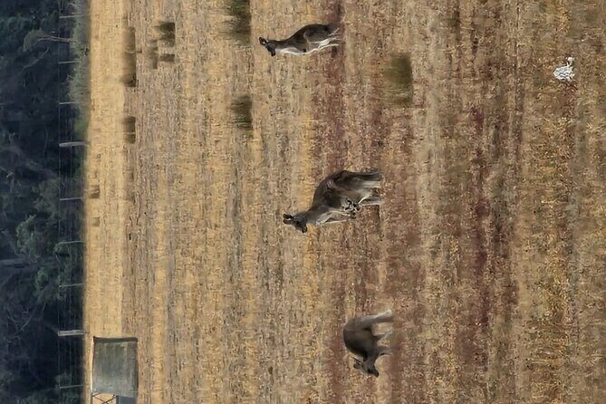 Premium Great Ocean Road Tour IN A Relaxed Way IN Premium Coach - FAQs