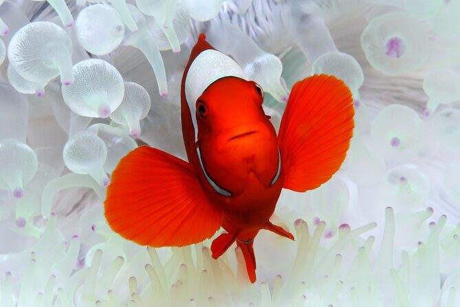 Premium Guided Dive Trip - Outer Great Barrier Reef - The Itinerary in Detail