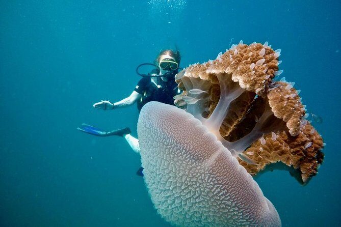 Premium Guided Scuba Diving Day Trip for Certified Divers - What Makes This Dive Trip Stand Out?