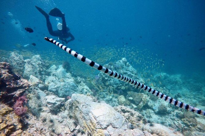 Premium Guided Scuba Diving Day Trip for Certified Divers - Who Is This Tour Best For?