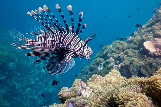 Premium Guided Scuba Diving Day Trip for Certified Divers - FAQs