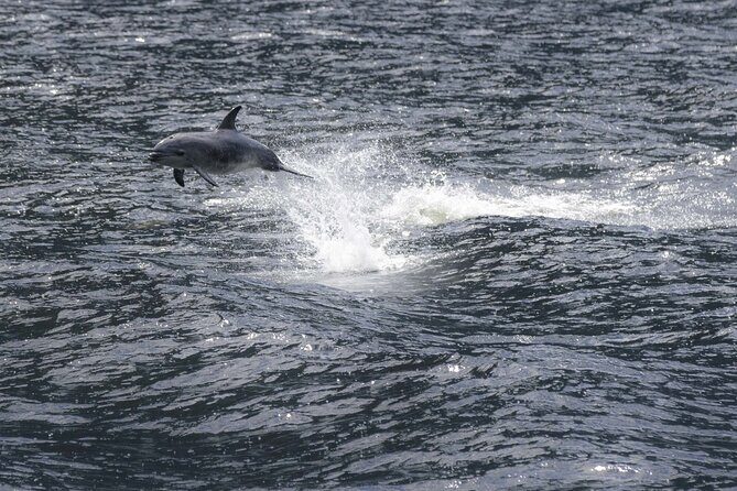 Premium Milford Sound Cruise Including Lunch - Analyzing the Cost and Value