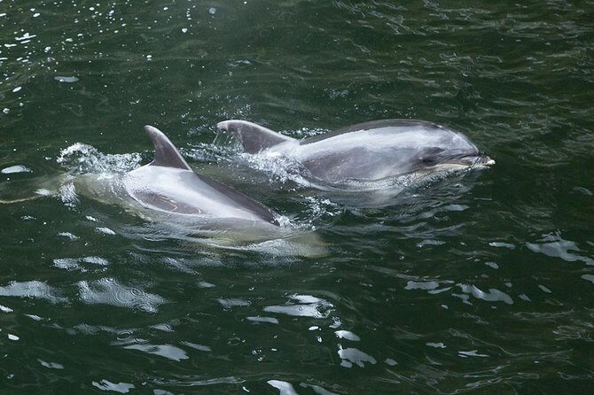 Premium Milford Sound Tour, Cruise & Lunch from Te Anau - Authentic Experiences and Highlights from Reviews