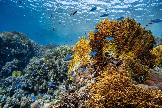 "Premium" Non Certified Beginner Scuba Diving in Racha Yai/Noi - Key Points