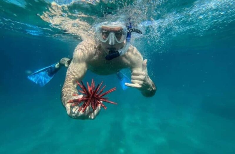 Premium Private Maui Snorkel Adventure with Turtles + Picnic - An Overview of the Experience