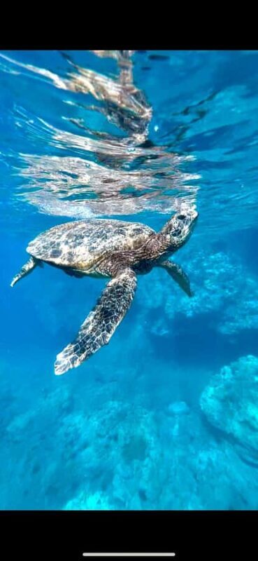 Premium Private Maui Snorkel Adventure with Turtles + Picnic - Who Will Love This Tour?