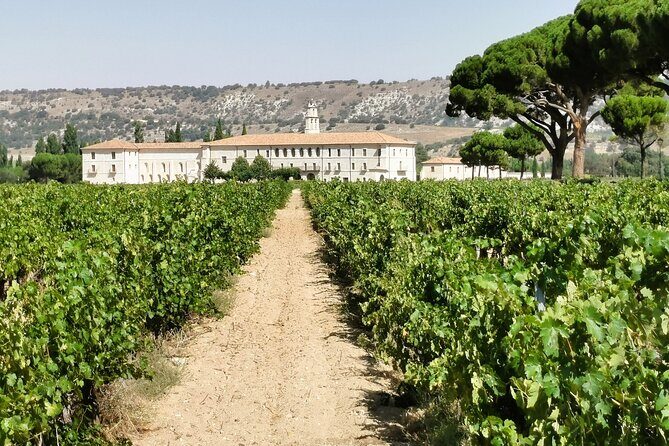 Premium Ribera del Duero tour with winemaker-guide - What Travelers Say