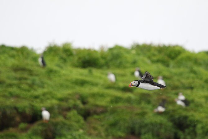 Premium Small-Group Puffin & Bird Watching tour from Reykjavík - What Is the Premium Small-Group Puffin & Bird Watching Tour?