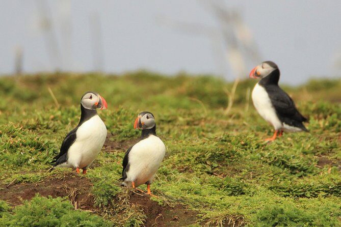 Premium Small-Group Puffin & Bird Watching tour from Reykjavík - Detailed Breakdown of the Stops