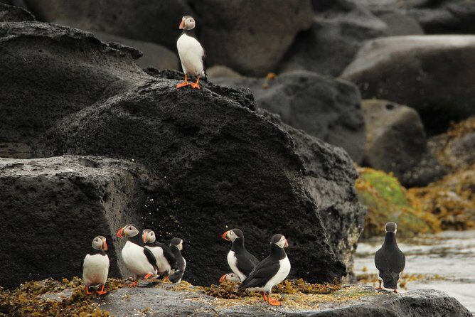 Premium Small-Group Puffin & Bird Watching tour from Reykjavík - FAQs
