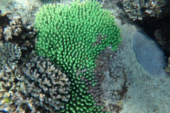 PREMIUM snorkel & islands hopping by SPEEDBOAT-Seafood BBQ(MAX12) - Final Thoughts: Who Is This Tour Best For?