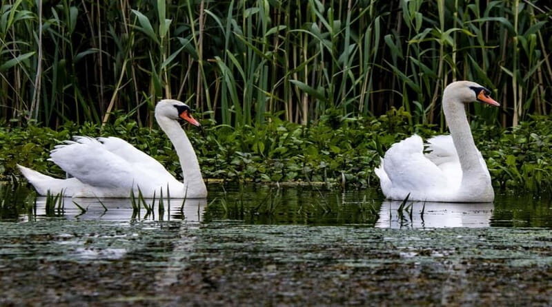 PREMIUM TOUR SMALL GROUP Bucharest: Day Trip to Danube Delta - Exploring the Danube Delta: A Detailed Review of the Small-Group Day Trip from Bucharest
