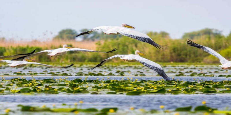 PREMIUM TOUR SMALL GROUP Bucharest: Day Trip to Danube Delta - Key Points