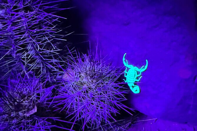 Prescott Night Hike and Stargazing - What is the Prescott Night Hike and Stargazing Experience?