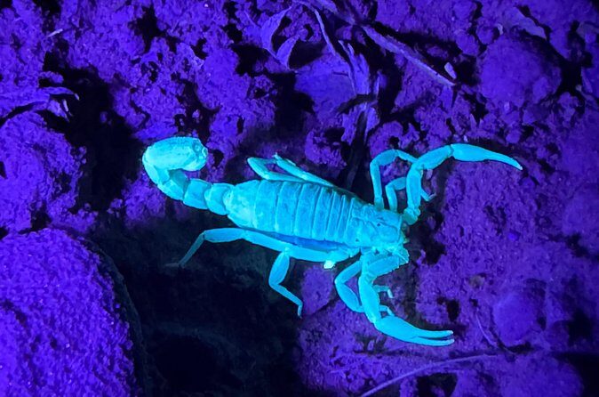 Prescott Night Hike and Stargazing - Why This Tour Stands Out