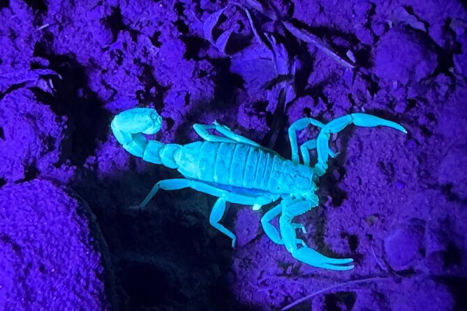 Prescott Night Hike and Stargazing - Final Thoughts