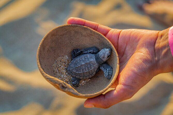 Preserving Baby Sea Turtles And Filling You With Energy In Bioluminescent Lights - FAQs